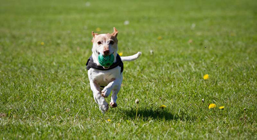 dog running with a ball in its mouth