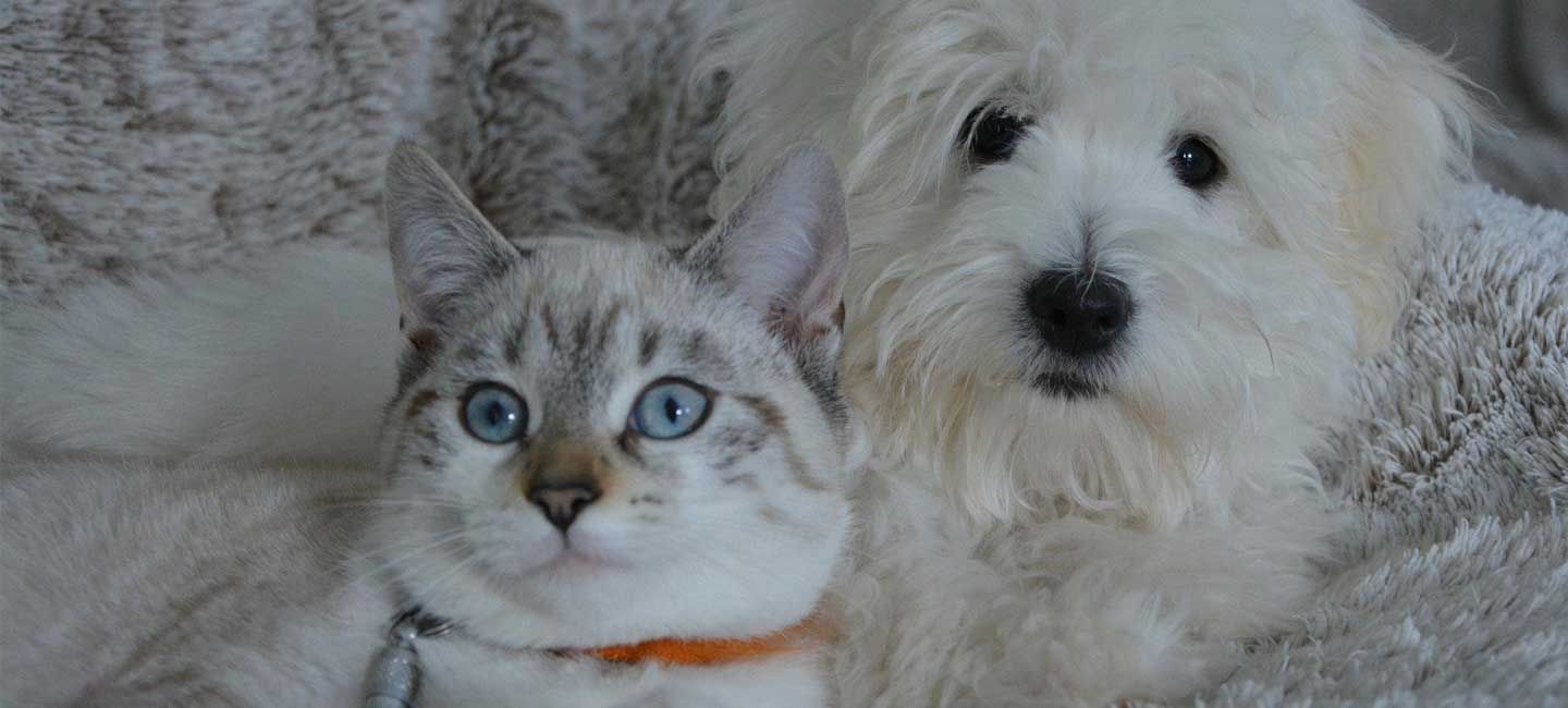 cat and dog