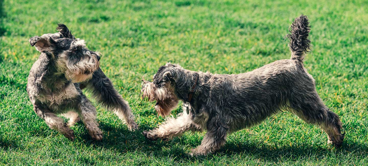 two dogs playing